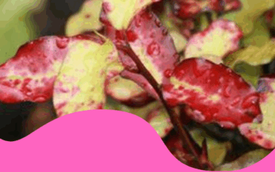 ¿Sabías que el Polygodial reduce un 50 % las recidivas en candidiasis recurrente?