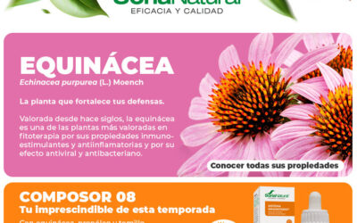 Equinácea 🩷 ¿Cómo cuida tu sistema inmunitario?