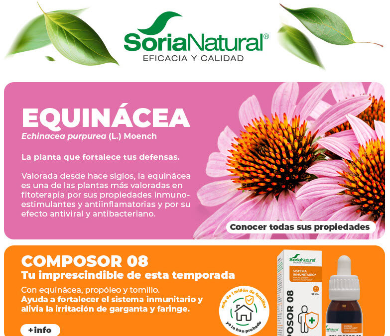 Equinácea 🩷​ ¿Cómo cuida tu sistema inmunitario?