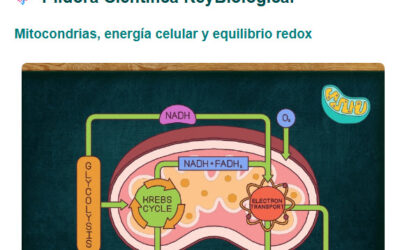 Píldora Científica KeyBiological: Mitocondrias, energía celular y equilibrio redox