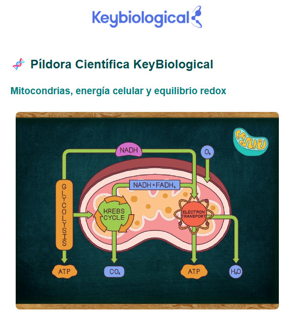 Píldora Científica KeyBiological: Mitocondrias, energía celular y equilibrio redox